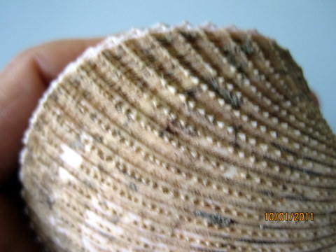 Bivalve mediterraneo!?